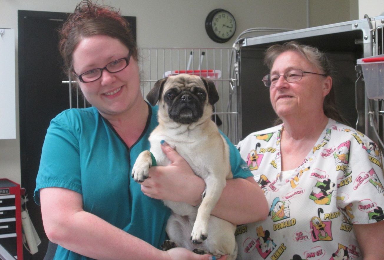 Dental Teeth Cleaning Fremont Veterinary Clinic