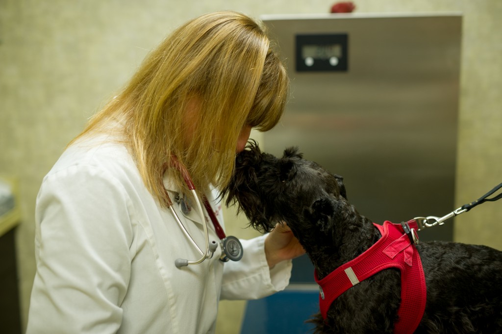 Dr. Johnson Exam Kisses Fremont Veterinary Clinic