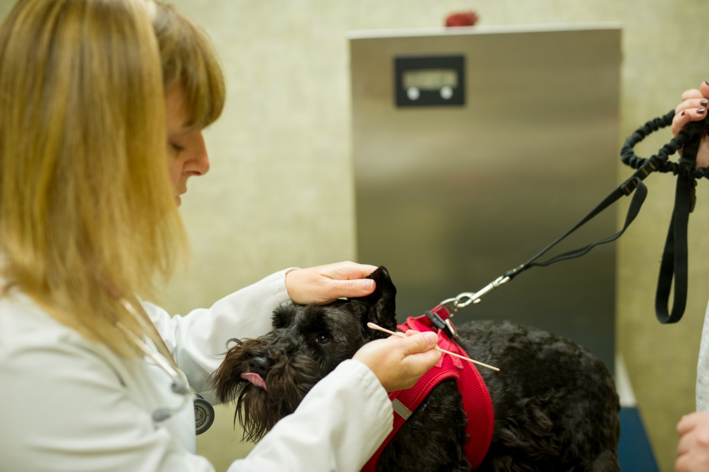 Treating Sick & Injured Pets Fremont Veterinary Clinic