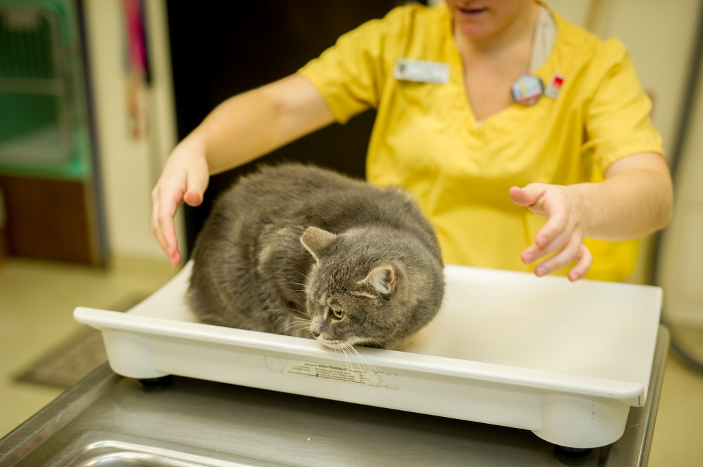 Kitty Scale Fremont Veterinary Clinic